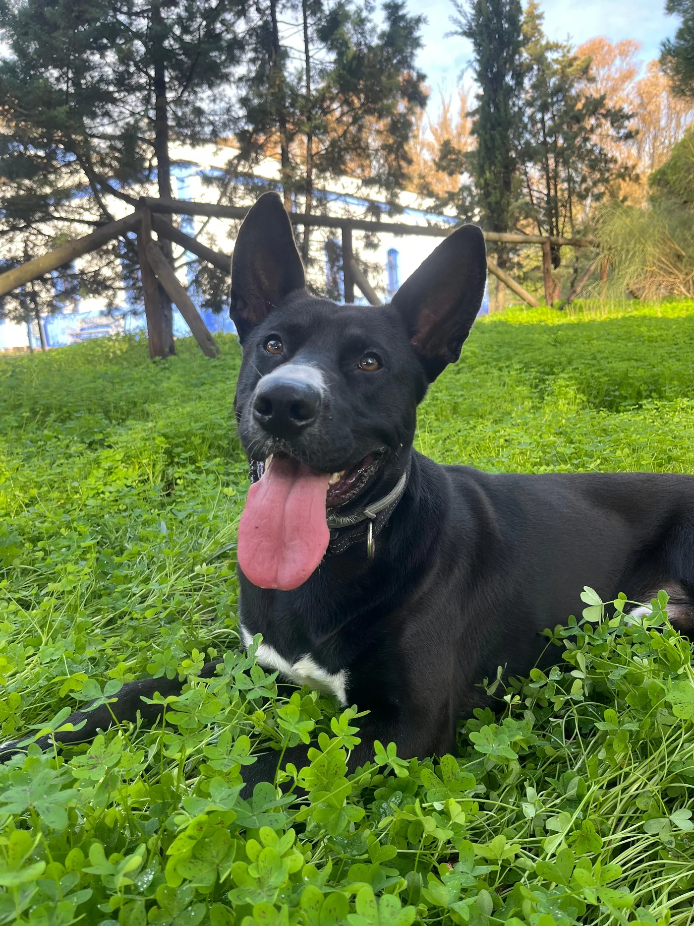 Katán descansando sobre el césped de la granja