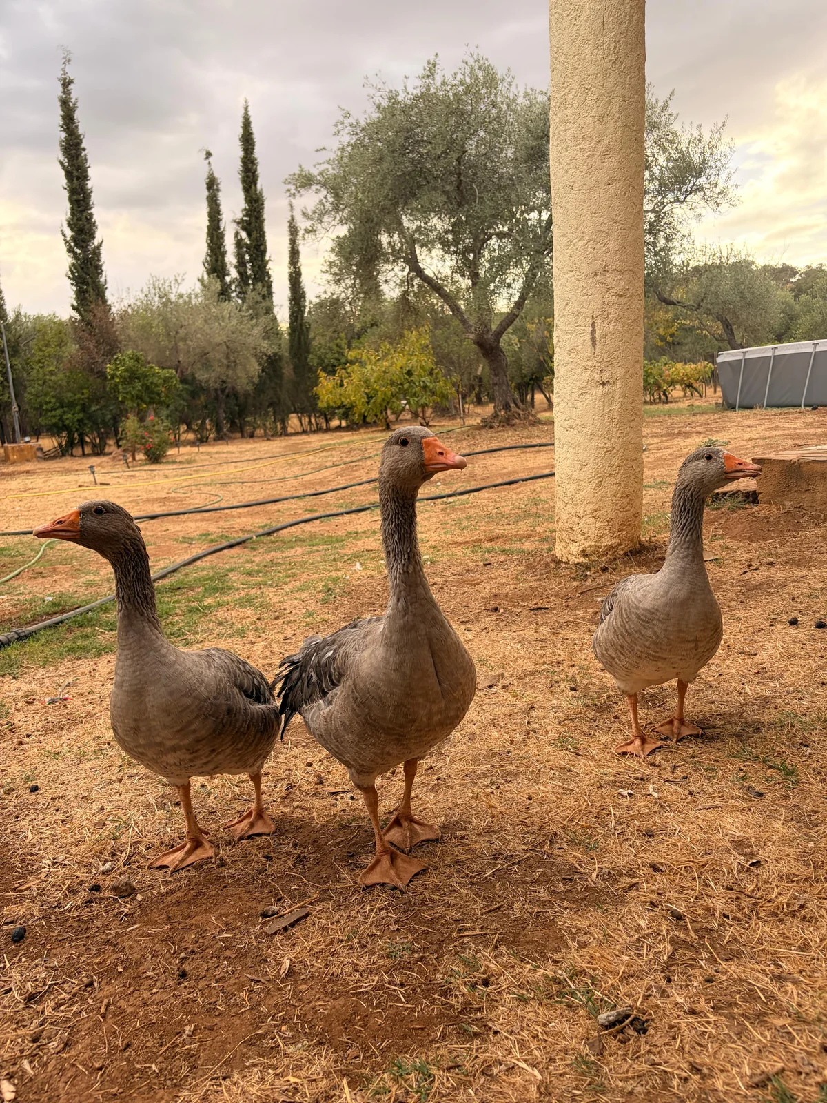 Ocas de La Granja de Katán